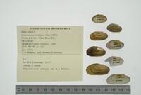 Simpsonaias ambigua image