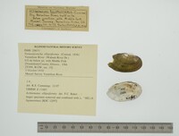 Venustaconcha ellipsiformis image