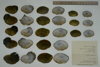 Epioblasma ahlstedti image