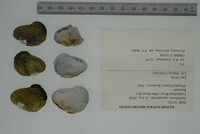 Epioblasma capsaeformis image