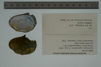 Epioblasma capsaeformis image