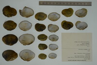 Epioblasma florentina image