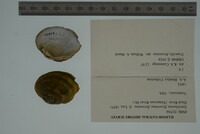 Epioblasma florentina image