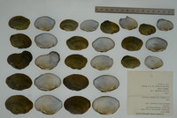 Epioblasma ahlstedti image