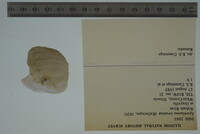 Epioblasma torulosa image