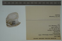 Epioblasma torulosa image