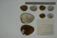 Pleuronaia dolabelloides image