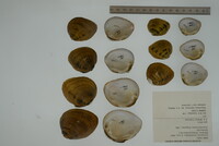 Pleuronaia dolabelloides image