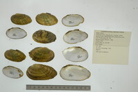 Venustaconcha ellipsiformis image