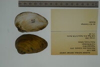 Pleurobema clava image