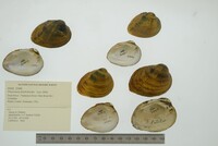 Pleuronaia dolabelloides image