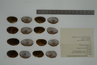 Toxolasma lividum image