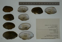 Toxolasma texasiense image