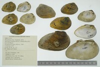 Pleurobema clava image