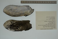 Margaritifera monodonta image