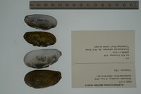 Medionidus conradicus image