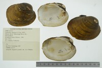 Lampsilis higginsii image