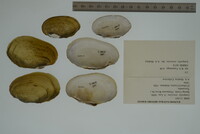 Lampsilis virescens image