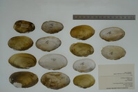 Lampsilis virescens image