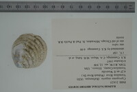 Cyprogenia stegaria image