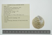 Cyprogenia stegaria image