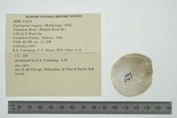 Cyprogenia stegaria image