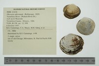 Obovaria subrotunda image