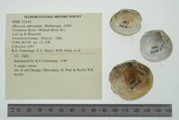 Obovaria subrotunda image