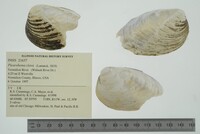Pleurobema clava image