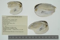 Pleurobema clava image