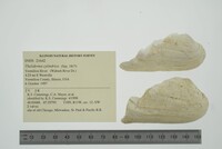 Theliderma cylindrica image