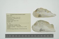 Theliderma cylindrica image