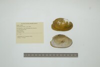 Anodontites tortilis image