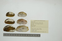 Nephronaias ravistella image