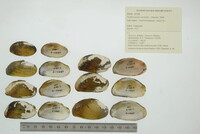 Nephronaias ravistella image