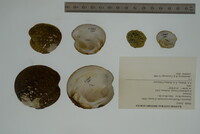 Theliderma intermedia image