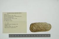 Theliderma cylindrica image