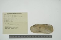 Theliderma cylindrica image