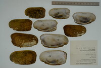 Theliderma cylindrica image