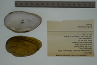 Ptychobranchus fasciolaris image