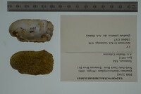 Theliderma cylindrica image