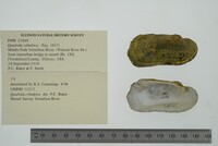 Theliderma cylindrica image