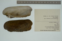 Theliderma cylindrica image