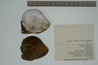 Fusconaia flava image