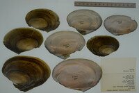 Potamilus ohiensis image