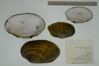 Ortmanniana ligamentina image