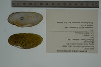 Ptychobranchus subtentus image