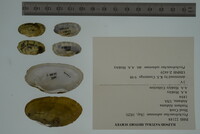 Ptychobranchus subtentus image