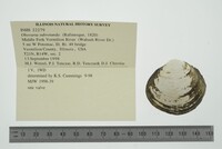 Obovaria subrotunda image