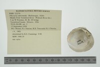 Obovaria subrotunda image